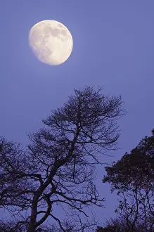 Central Europe Nighttime Photography Drucke: Moon behind trees, Germany