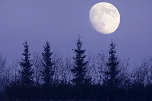 Deserted Forest At Night Drucke: Moon behind trees, Germany