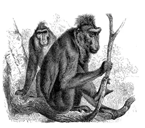 Moorbabak oder Krähnbaber, Cynopithecus niger