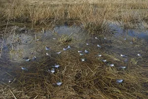 Moor Frog Drucke: Moor frog