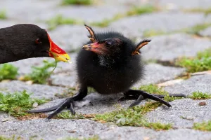 Aquatic Bird Habitat Images Drucke: Moorhen