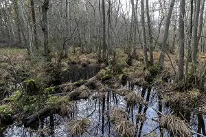 Darwald Nature Reserve Drucke: Moorland in the pristine DarBwald