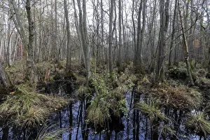 Northern German Wetlands Drucke: Moorland in the pristine DarBwald