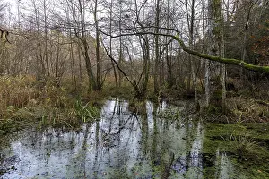 Northern Germany Wetlands Drucke: Moorland in the pristine DarBwald