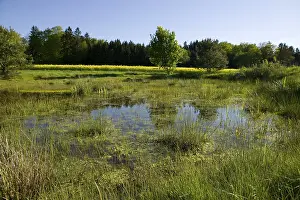 Uninhabited Marsh Area Drucke: Moory landscape