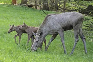 New World Deer Species Drucke: Moose