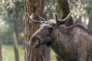 Protected Area In Sweden Drucke: Moose