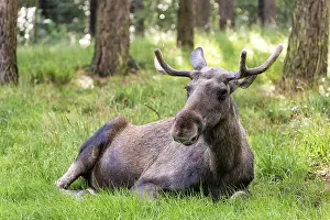 Gerahmter Druck : Moose Gerahmter Druck : Moose