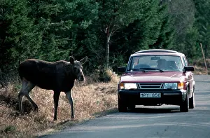 Gerahmter Druck : Moose in Halleberg, Schweden
