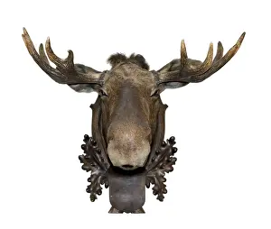 Drucke von Ein Hirschgesicht aus Stoff auf einem weißen Hintergrund. Trophäen von Hirschen hängen an den Wänden Elch Drucke: Elenantlerkopf auf weißem Hintergrund.