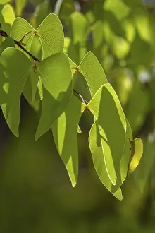 Southern Africa Wildlife Refuge Drucke: Mopane (Colophospermum mopane), Namibia