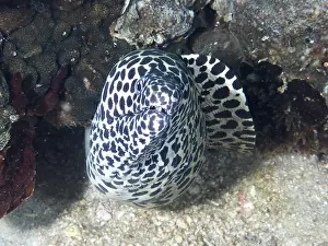Bilder Datiert 1. August 2024: Giant reticulated moray eel print