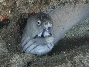 Drucke von Ein Meeräschen mit offenem Maul, der Prinz-August-Meeräsche (Muraena augusti), lugt aus einem felsigen Unterwasserversteck hervor, Tauchplatz Playa, Los Cristianos, Teneriffa, Kanarische Inseln Aal Drucke: Ein Meeräschen mit offenem Maul.
