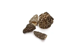Edible Fungus Nutrition Drucke: Morel (Morchella)