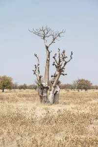 Deciduous Trees Africa Drucke: Moringa tree (Moringa ovalifolia)