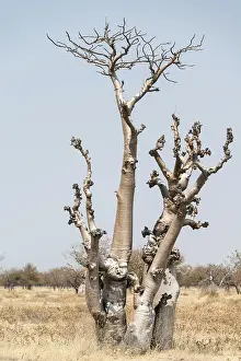 Deserted African Landscape Photography Drucke: Moringa tree (Moringa ovalifolia)