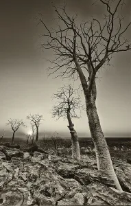 Etosha National Park Namibia Drucke: Moringa trees (Moringa ovalifolia)
