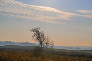 Deciduous Tree Northern Europe Drucke: Morning landscape with leafless tree