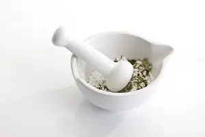 Studio Background Still Lifes Drucke: Mortar with granules and herbs