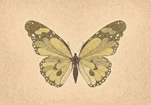 Colorful Insect Illustration Drucke: Mosaic art butterfly vector composition