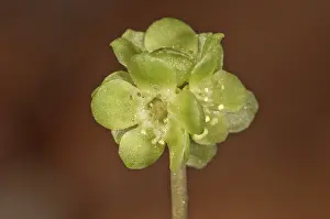 Central Europe Botany Drucke: Moschatel (Adoxa moschatellina)