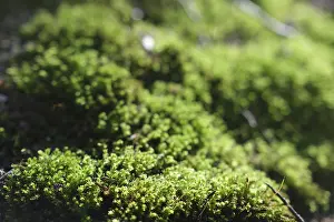 Bilder Datiert 2. März 2024: Moss (Bryophyta) mit unscharfem Hintergrund in einem Wald.