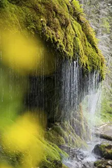 Waterfall In The Black Forest Drucke: Moss-covered rocks and waterfall