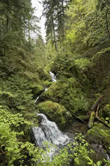 Moss Grown Rocks And Waterfalls Drucke: Moss-covered rocks and waterfall