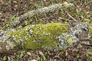 Moss Covered Tree Trunk Drucke: Moss-covered tree trunk, waterfront