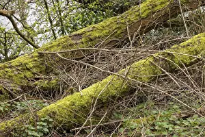 UK Waterfront Scene Drucke: Moss-covered tree trunks, waterfront