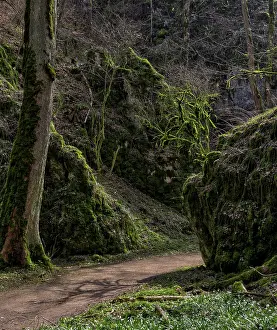 Deserted Tree Branches Europe Drucke: Moss-covered trees, branches and rock faces in backlight