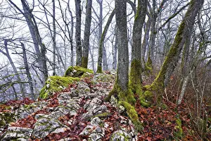 Distinctive Rock Formations Europe Drucke: Moss-covered trees surrounded by distinctive limestone formation