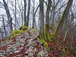 Mountainous Countryside Photography Drucke: Moss-covered trees surrounded by distinctive limestone formation