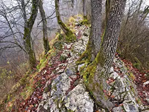 Central European Mountain Landscapes Drucke: Moss-covered trees surrounded by distinctive limestone formation