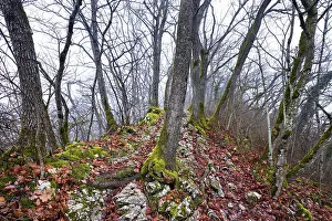 Mountainous Region In Europe Drucke: Moss-covered trees surrounded by distinctive limestone formation