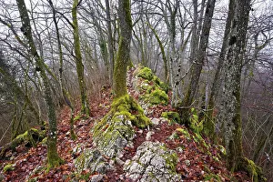 Distinctive Rock Formations Europe Drucke: Moss-covered trees surrounded by distinctive limestone formation
