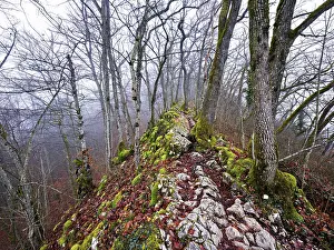 Swiss Alpine Landscape Photo Drucke: Moss-covered trees surrounded by distinctive limestone formation