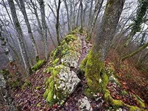 Uninhabited Mountain Scenery Drucke: Moss-covered trees surrounded by distinctive limestone formation