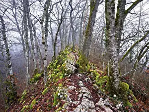 Swiss Alpine Scenery Drucke: Moss-covered trees surrounded by distinctive limestone formation