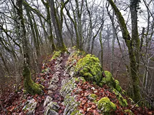 Central European Mountain Scenery Drucke: Moss-covered trees surrounded by distinctive limestone formation