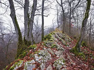 Uninhabited Mountain Landscape Drucke: Moss-covered trees surrounded by distinctive limestone formation