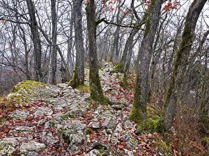 Uninhabited Mountain Landscape Drucke: Moss-covered trees surrounded by distinctive limestone formation