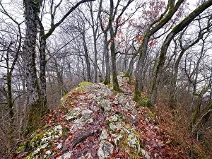 Uninhabited Alpine Scenery Drucke: Moss-covered trees surrounded by distinctive limestone formation