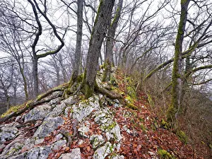 Switzerland Mountain Landscape Drucke: Moss-covered trees surrounded by distinctive limestone formation