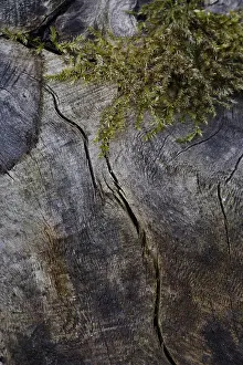 Nature Reserve Germany Europe Drucke: Moss growing between the structures in old wood