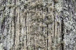 Tree Trunk Covered With Moss Drucke: Moss and lichen on a tree trunk