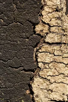 Tree Bark Close Up Drucke: Moss and pattern in old tree bark