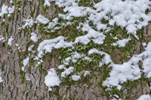 Middle Europe Nature Scenes Drucke: Moss and snow on the bark of a tree