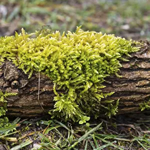 Deserted Forest Scene Germany Drucke: Moss on a tree trunk, close-up