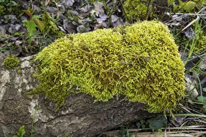 Close Up Tree Trunk Drucke: Moss on a tree trunk, close-up